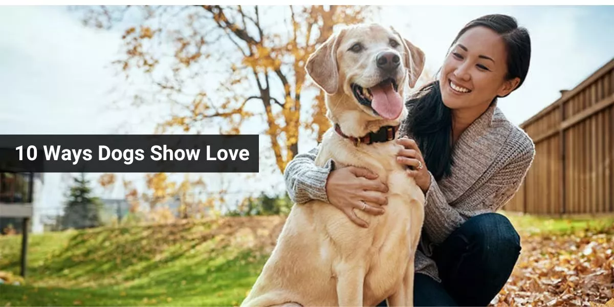 10 Ways Dogs Show Love