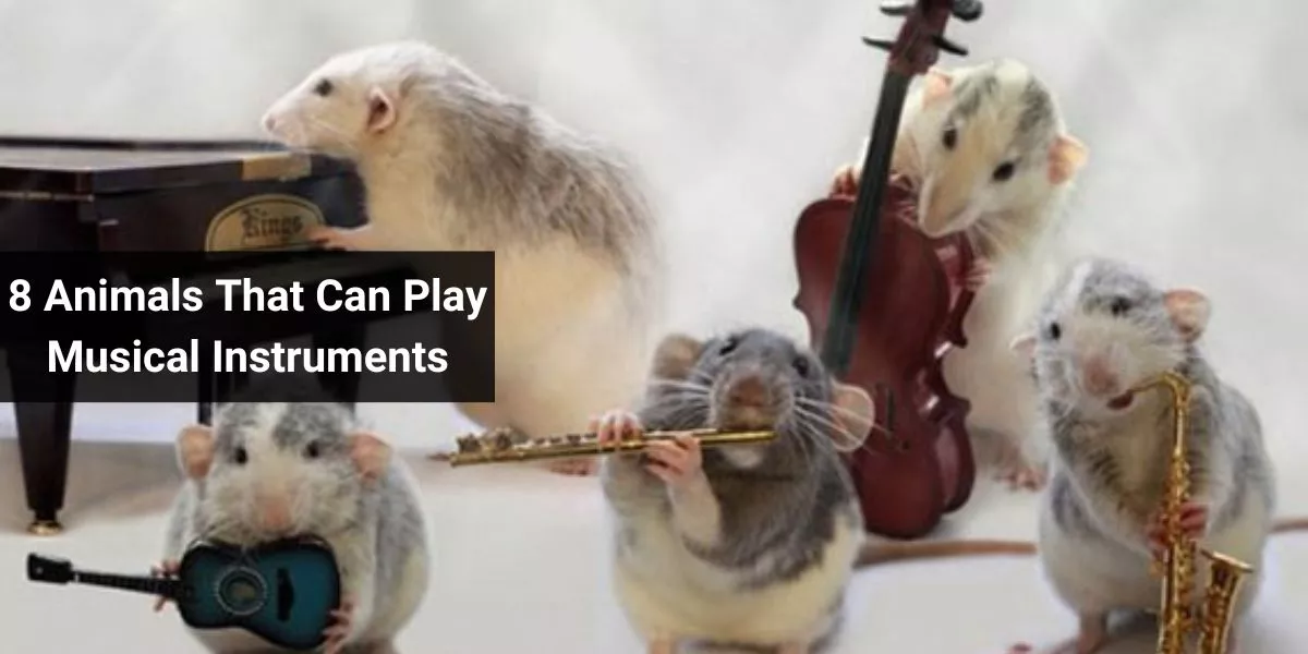 8 Animals That Can Play Musical Instruments
