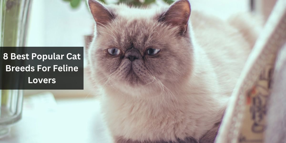 8 Best Popular Cat Breeds For Feline Lovers