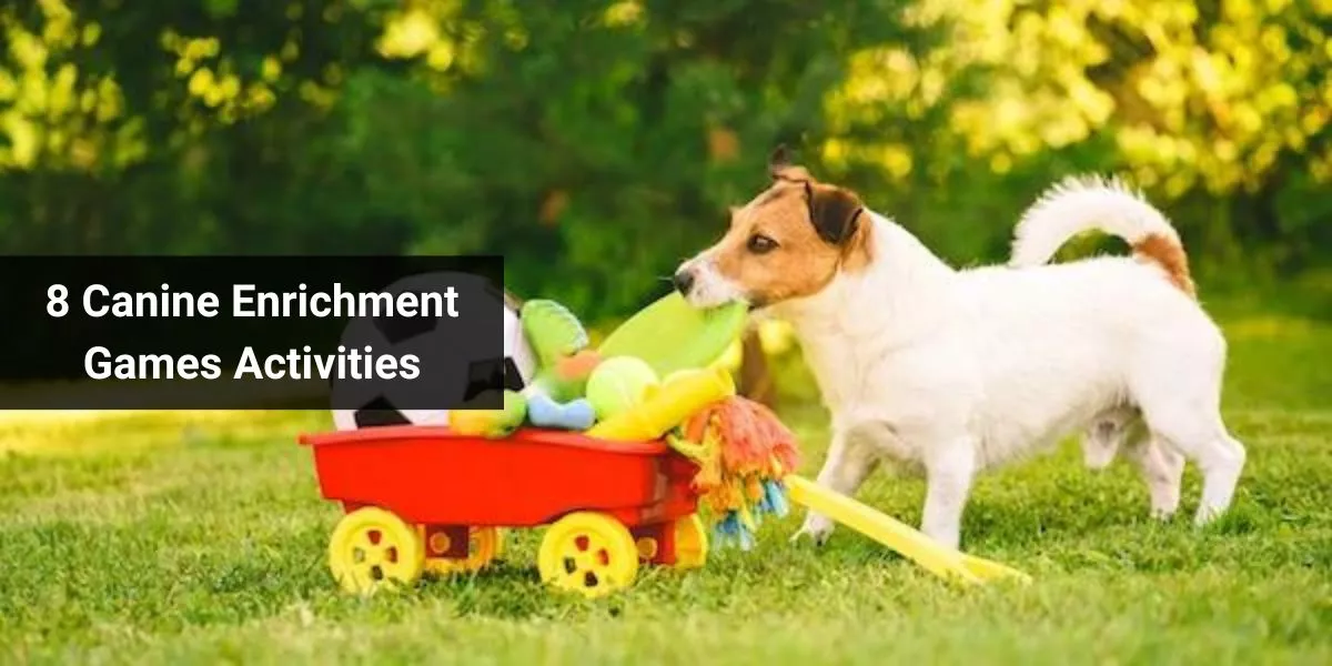 8 Canine Enrichment Games Activities