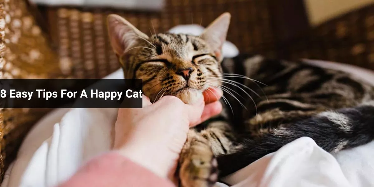 8 Easy Tips For A Happy Cat
