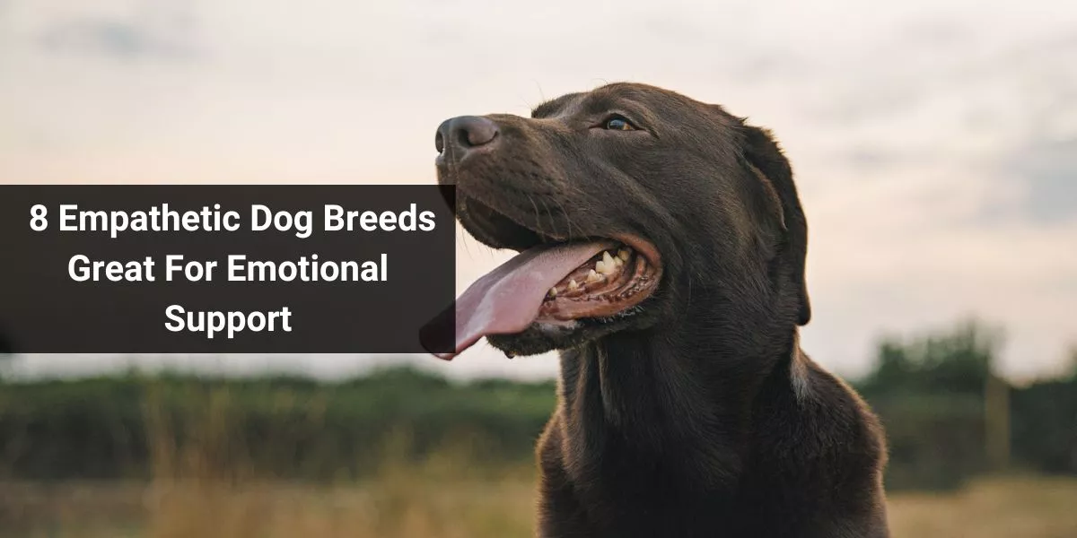 8 Empathetic Dog Breeds Great For Emotional Support