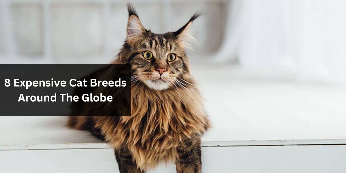 8 Expensive Cat Breeds Around The Globe