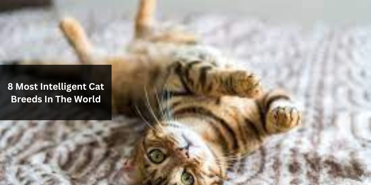8 Most Intelligent Cat Breeds In The World
