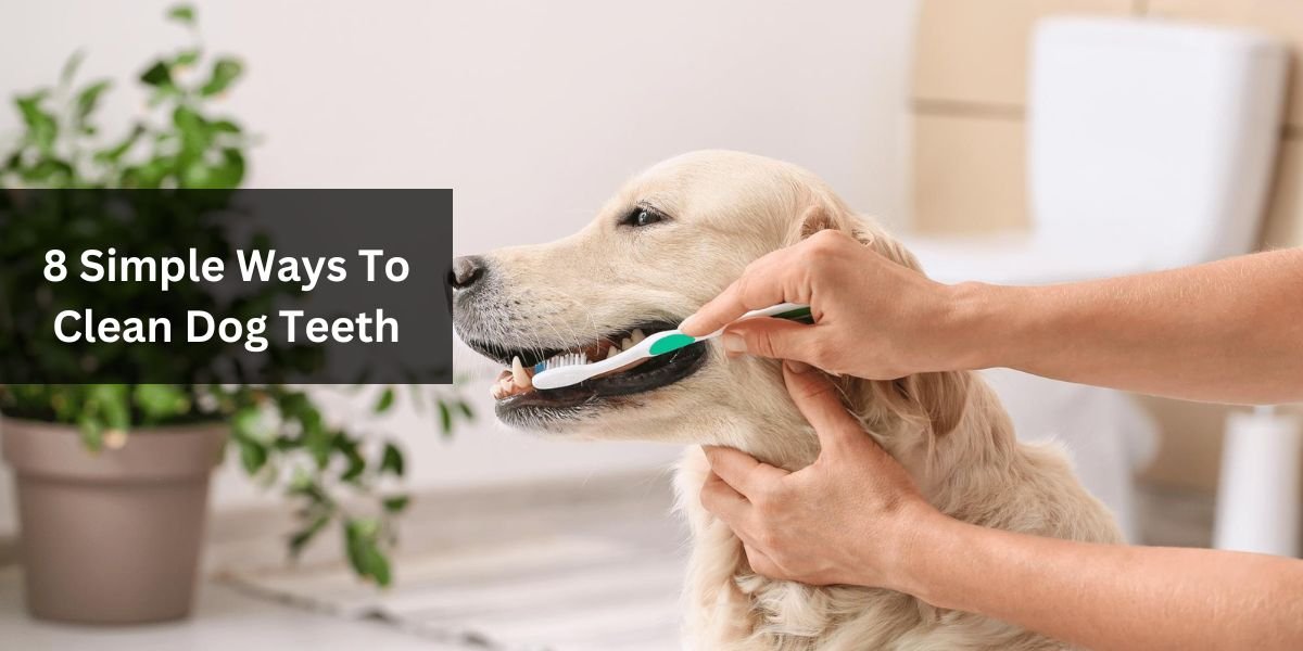 8 Simple Ways To Clean Dog Teeth