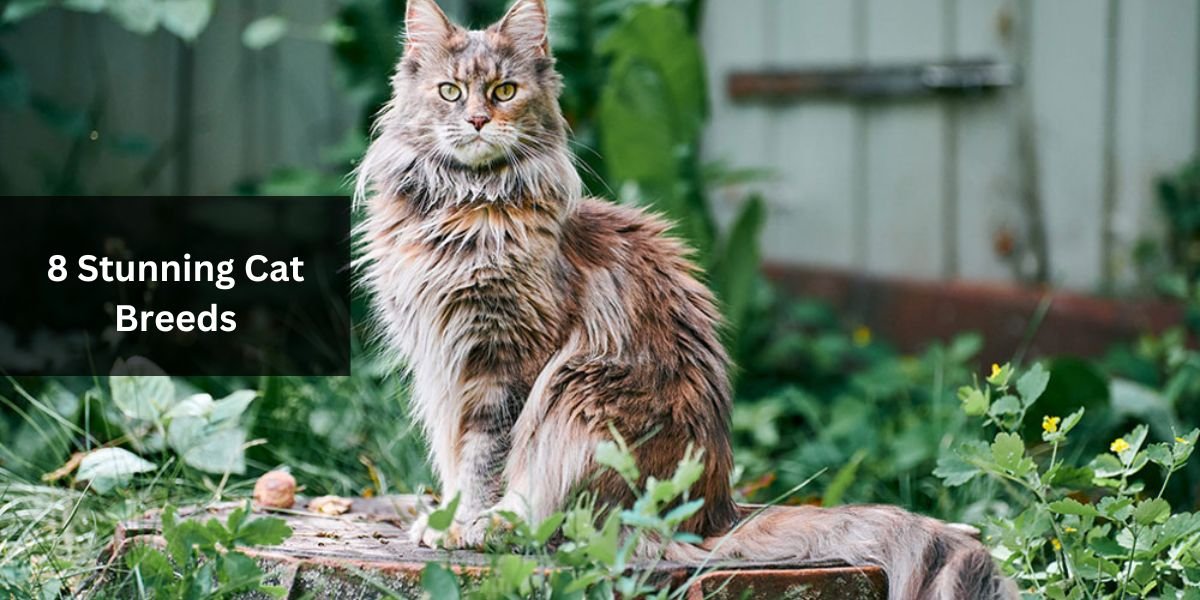 8 Stunning Cat Breeds