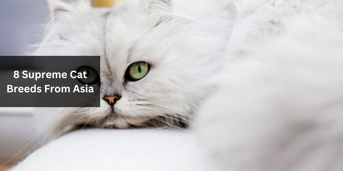 8 Supreme Cat Breeds From Asia