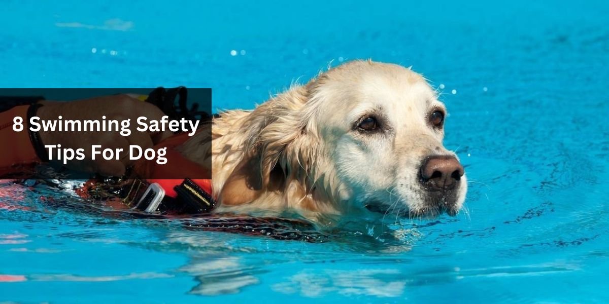 8 Swimming Safety Tips For Dog