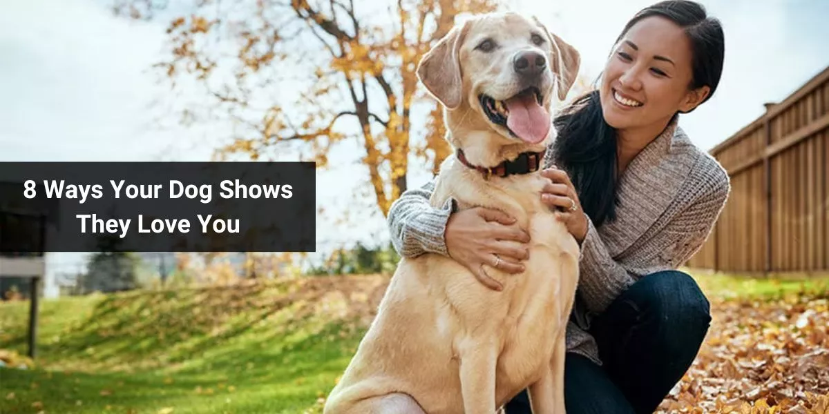 8 Ways Your Dog Shows They Love You