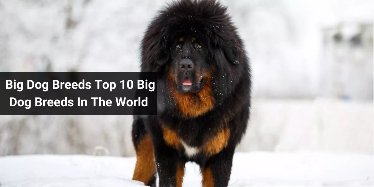 Big Dog Breeds Top 10 Big Dog Breeds In The World
