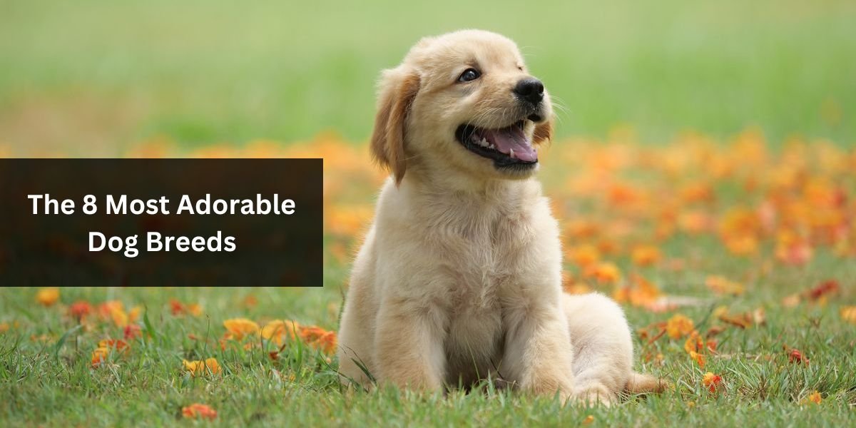 The 8 Most Adorable Dog Breeds