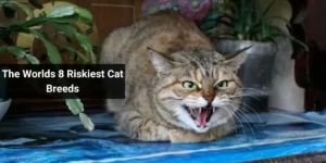 The Worlds 8 Riskiest Cat Breeds