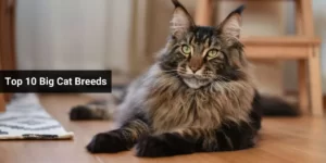 Top 10 Big Cat Breeds