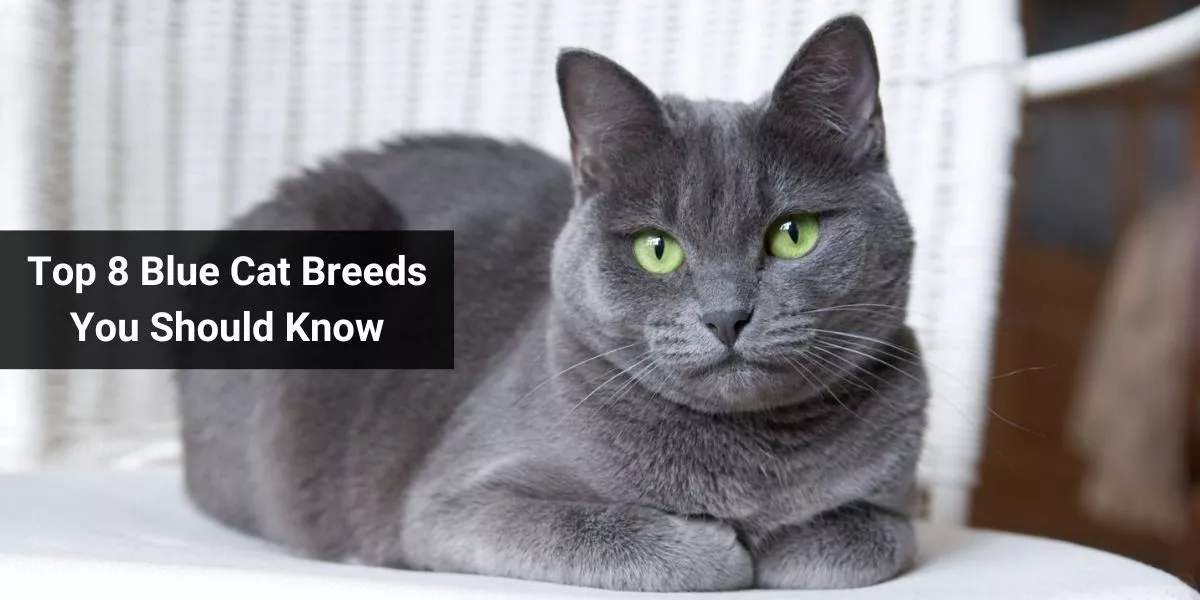 Top 8 Blue Cat Breeds You Should Know