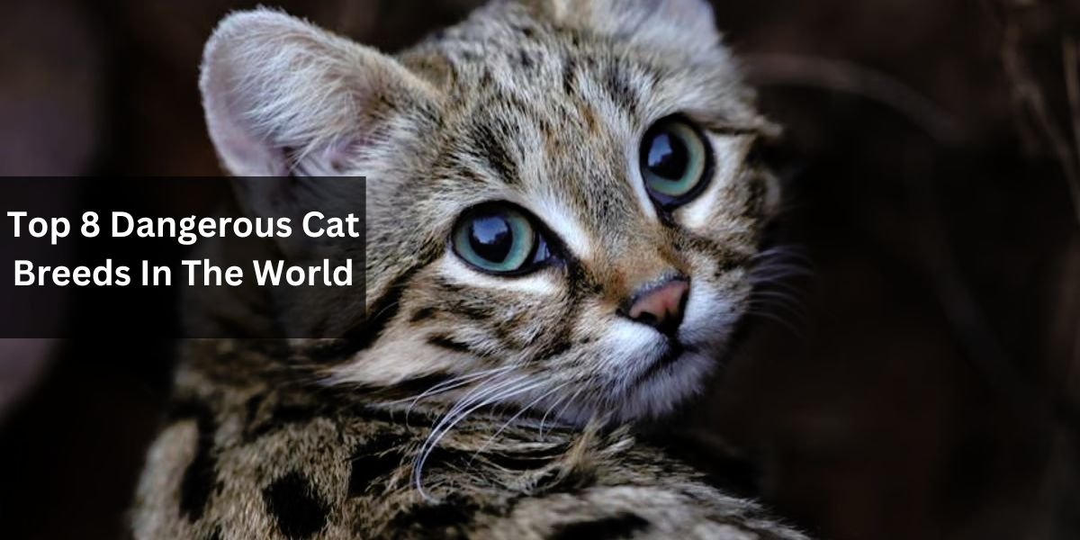 Top 8 Dangerous Cat Breeds In The World