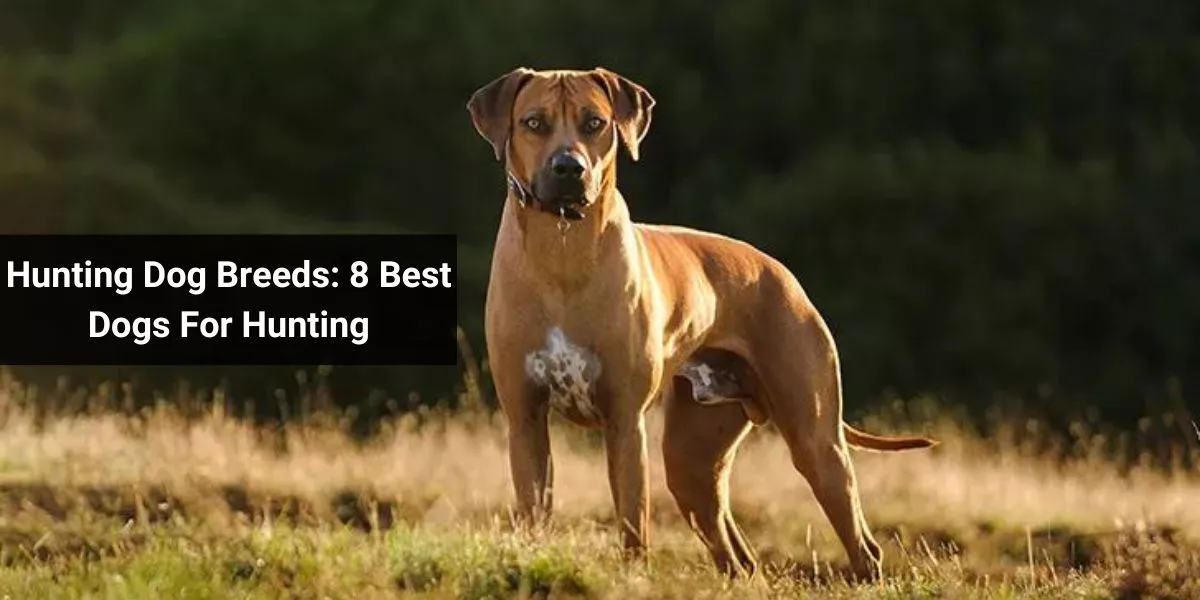 Hunting Dog Breeds: 8 Best Dogs For Hunting